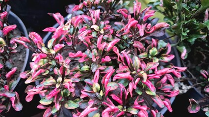 Decorative Leaves of Alternanthera Plant, Perfect Background Texture for Nature-Inspired Design