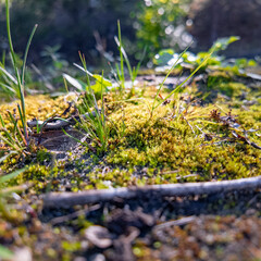 Close-up of a forest floor with green moss, grass, twigs, and sunlight filtering through trees—capturing the texture and calm of nature at ground level.