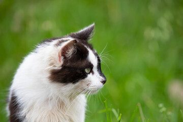 Black and White Cat Profile in Green Grass, background or wallpaper for your project