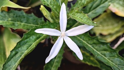 Close-up of a pristine white Hippobroma longiflora blossom against blurred green foliage, offering a natural backdrop for designs related to herbal remedies and plant toxins