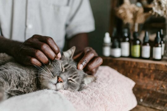 A black male veterinarian carefully trims the fur of a calm cat in a warm veterinary clinic. The environment is soothing, with natural products on display in the background