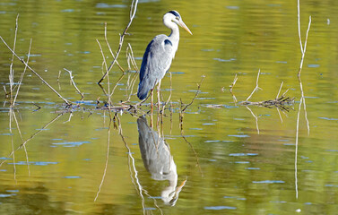 Spiegelreiher