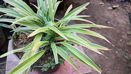 Air-Purifying Spider Plant (Chlorophytum comosum): A Lush Green Indoor Houseplant with Distinctive White-Edged Leaves, Ideal for Sustainable Office and Home Greenery