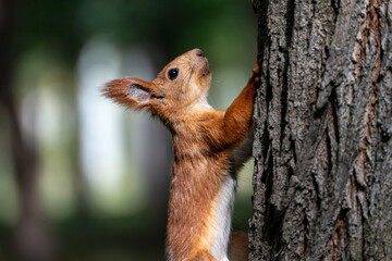 A vibrant red squirrel (Sciurus vulgaris) clings to the rough bark of a tree trunk, looking upwards with an alert and curious expression.