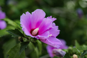 Fototapeta premium Hibiscus flowers blooming in the park, scientific name: Hibiscus syriacus