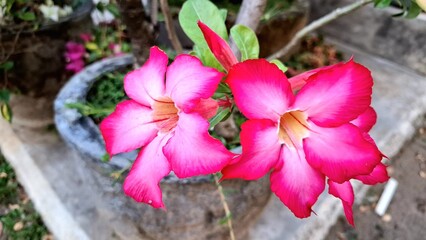 Pink Bloom of Adenium Obesum with Bulbous Trunk – Stunning Tropical Succulent Ideal for Dry Climates and Container Gardens