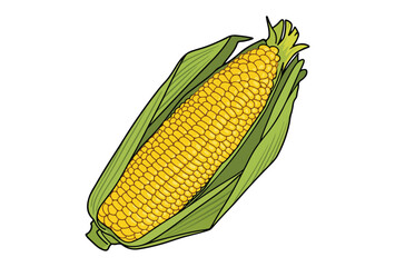 Ripe corn cob with leaves. Ear of corn. Hand drawn vector illustration isolated on white background. 