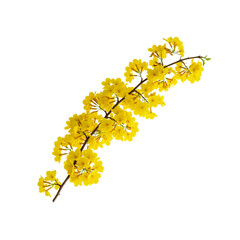 Golden Blossoms: A close-up of a vibrant, yellow flower on its branch, captures the intricate details and beauty of nature's artistry.