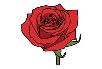 Illustration of Red rose isolated on white