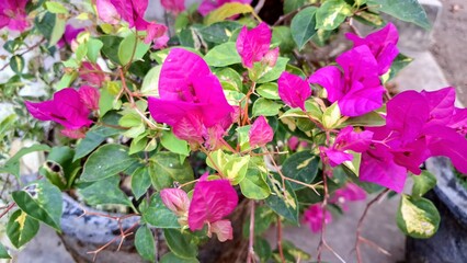 Close-up of Stunning Bougainvillea Glabra Variegata with White and Pink Petals in Full Bloom under Natural Sunlight in a Tropical Outdoor Garden