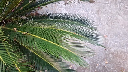 Detailed Cycas Revoluta Palm Leaves Under Soft Sunlight, Ideal for Botanical Concepts, Spa...