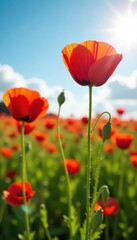 Naklejka premium Crimson poppies sway gently in a sun-drenched field , landscape, red