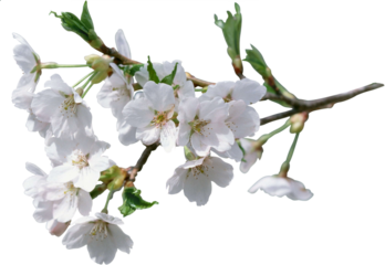 white cherry blossom