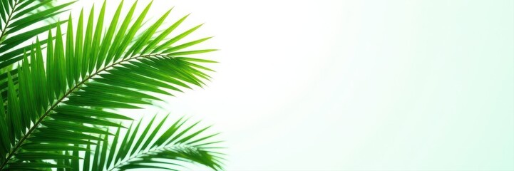 Obraz premium Lush green palm tree, vibrant leaves, isolated on white , jungle, palm frond