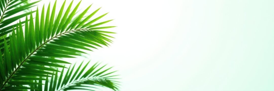 Lush green palm tree, vibrant leaves, isolated on white , jungle, palm frond