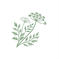 Green dill plant with feathery leaves and umbel flowers on white background