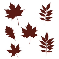 Collection of autumn leaves dark red maple oak and rowan berries seasonal foliage elements for design and decoration isolated on white background Vector Illustration