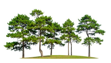 Group of pine trees on a grassy hill