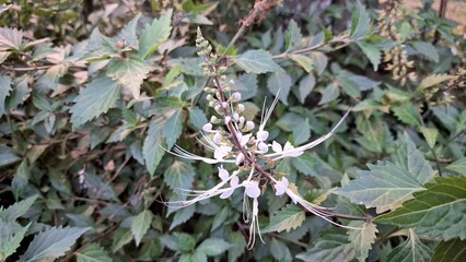 Close Up White Flower Java Tea Orthosiphon Aristatus Botanical Photography with Natural Green Foliage