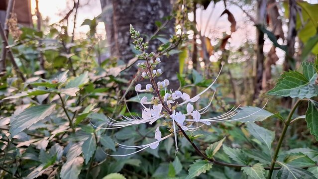Fresh Bloom White Java Tea Flower Orthosiphon Aristatus Botanical Photography with Natural Petal Details and Green Leaves Outdoor Garden Plant Image