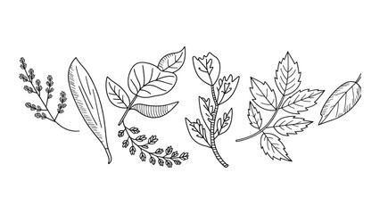 Obraz premium Hand drawn botanical leaf illustration set in vintage line art style for eco, natural, and decorative projects