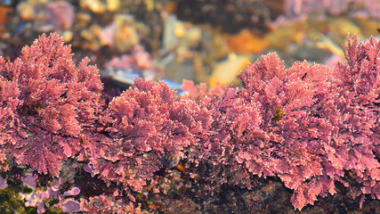 Red algae of the species Corallina officinalis at shallow depths. 