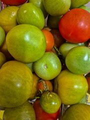 Freshly picked Red and Green Tomatoes from a garden in Nottingham, UK.