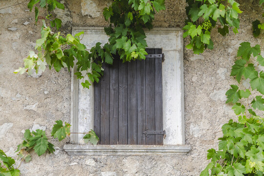 View of a weathered stone wall embracing a dark, wooden shuttered window, framed by vibrant green vines in Contrada Frattura, Frattura Vecchia, Abruzzo, Italy.