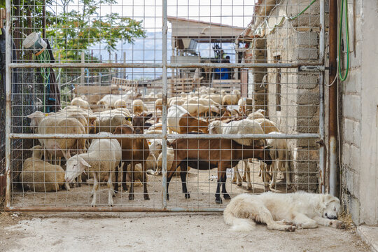 View of a flock of sheep gathered behind a metal fence with a white dog sleeping peacefully on the ground, Contrada Frattura, Abruzzo, Italy.