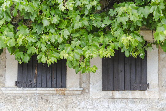 Fototapeta View of rustic stone wall adorned with lush green vines cascading over dark wooden window shutters in Frattura Vecchia, Abruzzo, Italy.