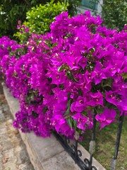 Vibrant magenta bougainvillea cascading over garden fence