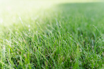 Fresh green grass close-up with sunlight, soft natural background.