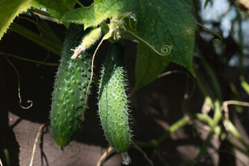 Fresh cucumbers growing on the vine in a garden, close-up of green vegetables with leaves and sunlight.