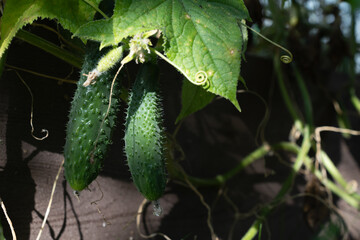 Fresh cucumbers growing on the vine in a garden, close-up of green vegetables with leaves and sunlight.