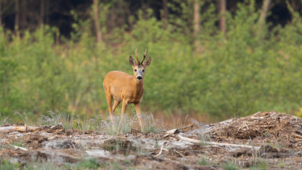 Capreolus capreolus, European roe deer, male in the forest