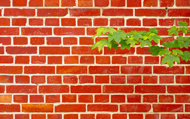 red brick wall, branch with leaves, maple leaves, red, green, pattern, structure, texture, background, wallpaper, colorful, contrasting