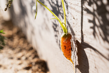 Fresh carrots hanging from a raised bed, close-up of organic vegetable in natural sunlight.