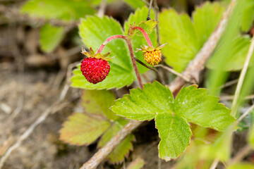 Fragaria vesca, commonly called the wild strawberry, woodland strawberry, Alpine strawberry, Carpathian strawberry or European strawberry, a perennial herbaceous plant in the rose family