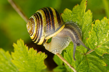 snail on a leaf, white-lipped snail or garden banded snail, Cepaea hortensis