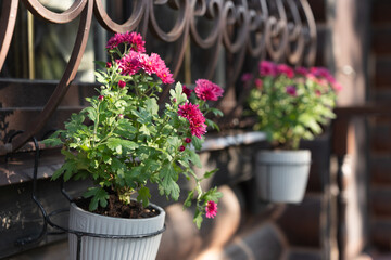Pink flowers in white pots hanging on a decorative wrought iron window grille, outdoor floral decoration in sunlight.
