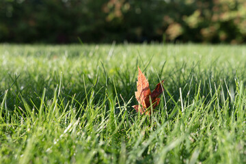 Dry autumn leaf in fresh green lawn grass on a sunny day, photographed at grass level