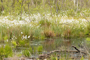 cottongrass, cotton grass, Eriophorum,  cottonsedge, wetland, swamp, marsh, environment, natural nature, green, vegetation, plants