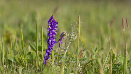 Vicia cracca, tufted vetch, cow vetch, bird vetch, blue vetch, boreal vetch, purple, flowers, inflorescence, beautiful, bright,  a species of flowering plant in the pea and bean family Fabaceae