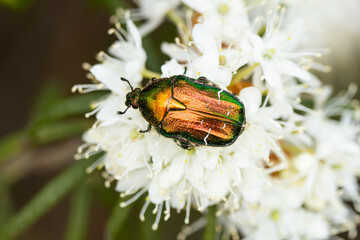 Cetonia aurata, called the rose chafer or the green rose chafer,beetle, metallic,  structurally, coloured, green, scutellum, beetle pollinator