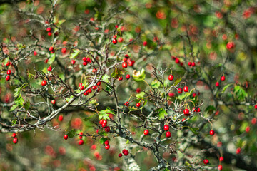 Obraz premium Ripe hawthorn berries on an old tree on a sunny autumn day.