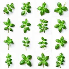 Collection of basil sprigs on a white surface.