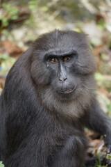 face of the black monkey of Sulawesi