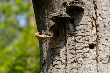 hoopoe flying out of a natural tree hollow, hoopoe nest, hoopoe leg, flying hoopoe, hole-nester, upupa epops