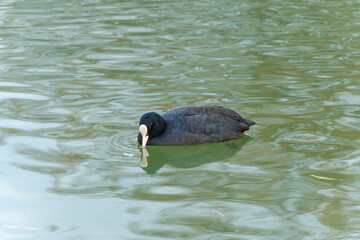 水面に映るオオバンの姿