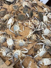 Crab alive on box with sawdust